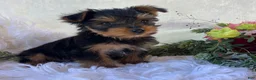 Yorkshire Terrier dogs for sale: DR Pepper - Ad 10