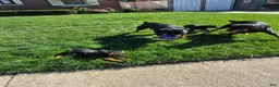 Rottweiler dogs for sale: Rottweiler 1 - Ad 3