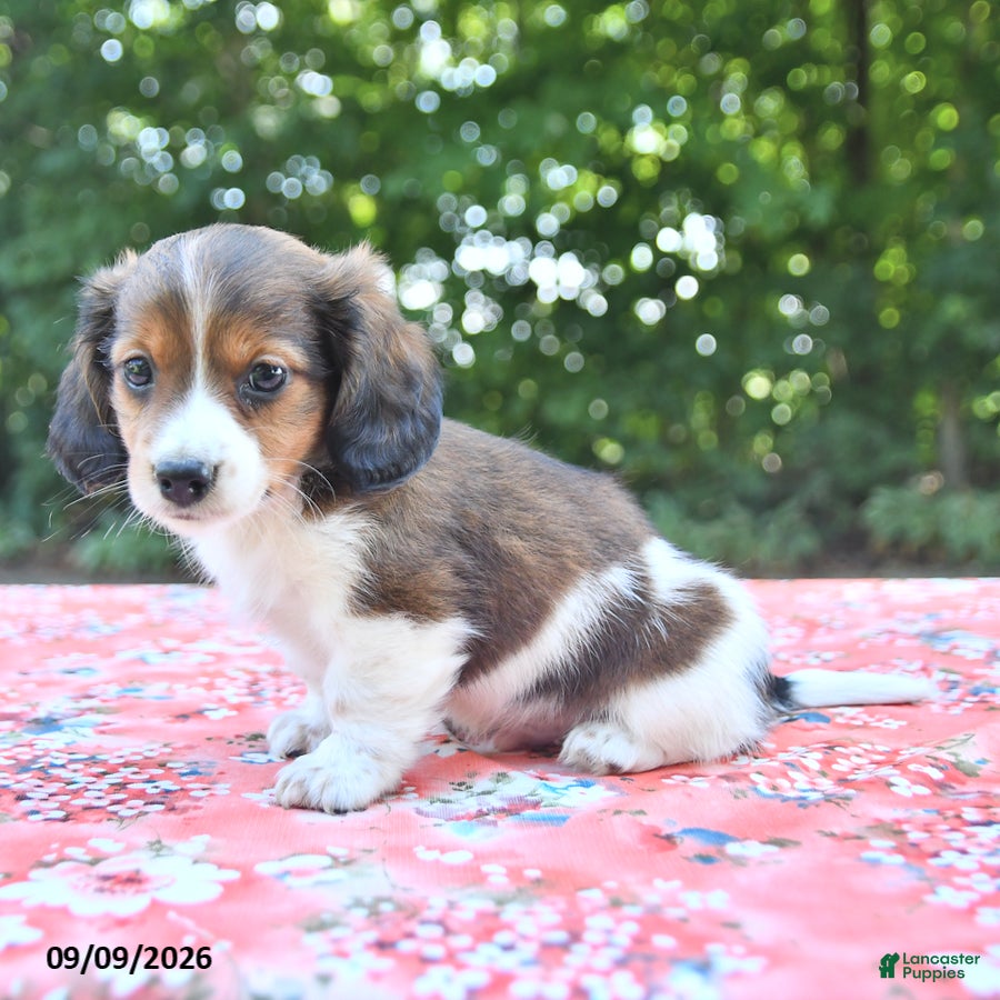 Mixed Breed dogs Duke - Ad 2