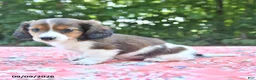 Mixed Breed dogs for sale: Duke - Ad 2