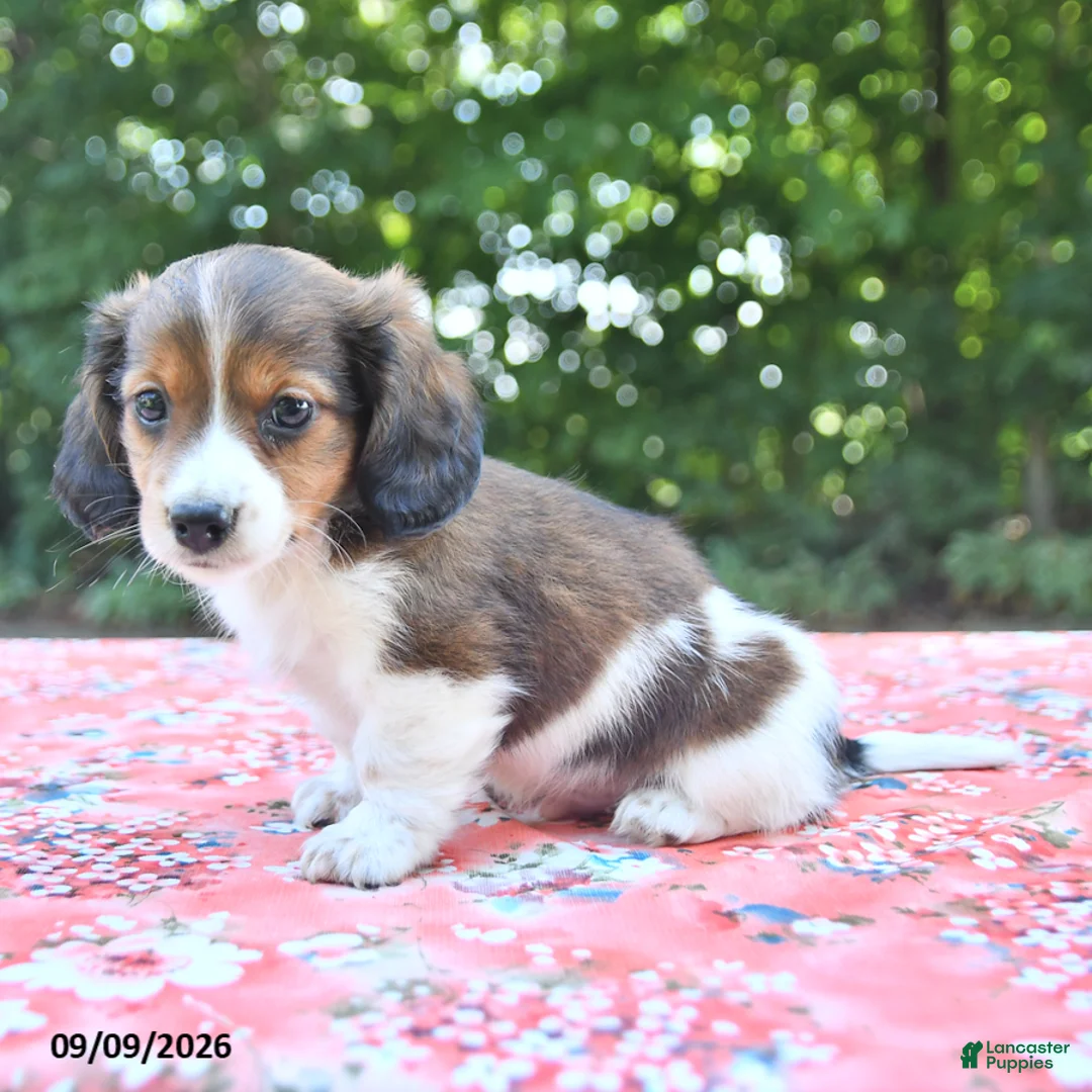 Mixed Breed dogs for sale: Duke - Ad 2