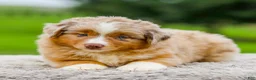 Miniature Australian Shepherd dogs for sale: Garret - Ad 3
