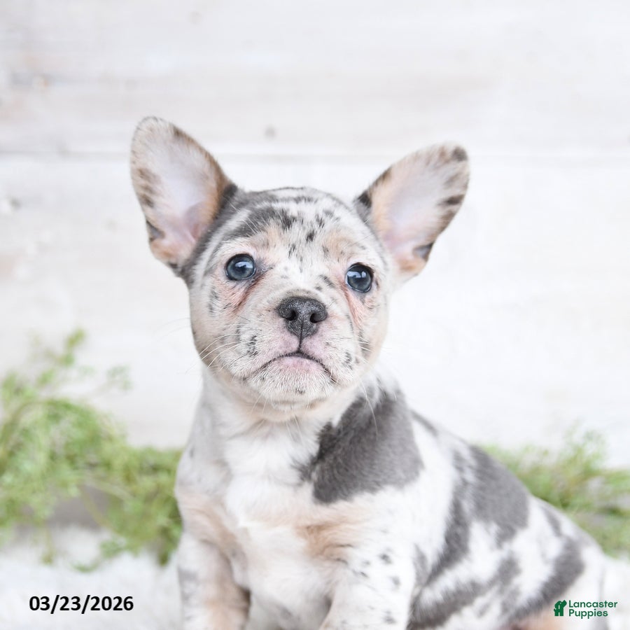 Mixed Breed dogs Tracy - Ad 2