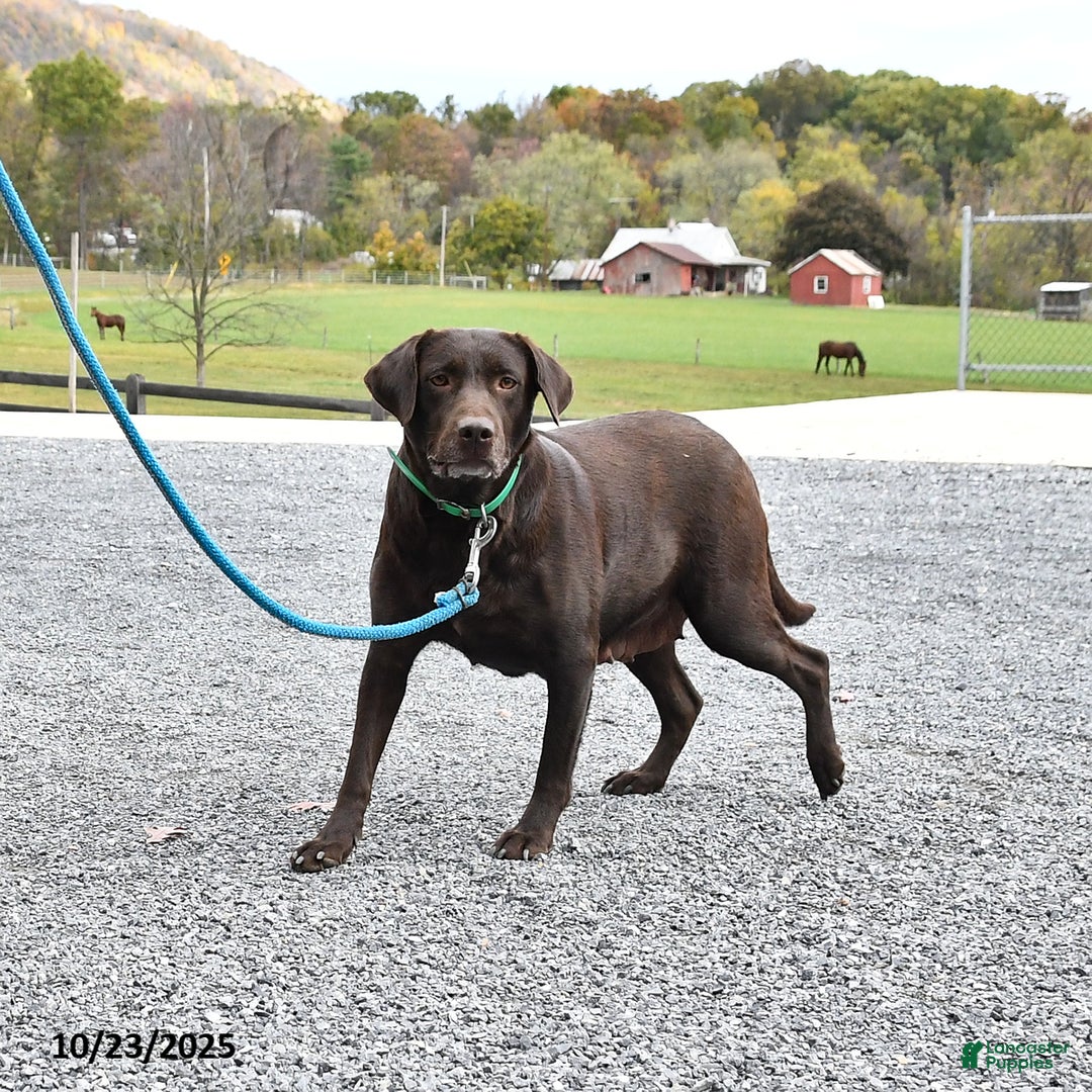Labrador Retriever dogs for sale: Tammy - Ad 7