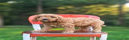 Cavapoo dogs for sale: Jack - Ad 3