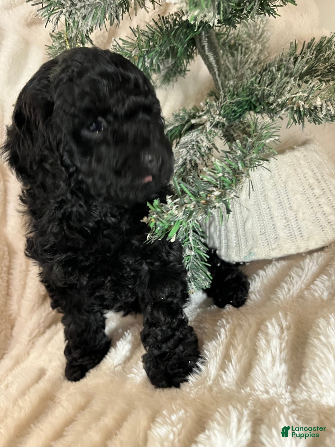 Yorkiepoo dogs for sale: Coco - Ad 7