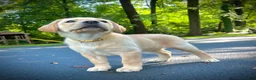 Labrador Retriever dogs for sale: Lola - Ad 1