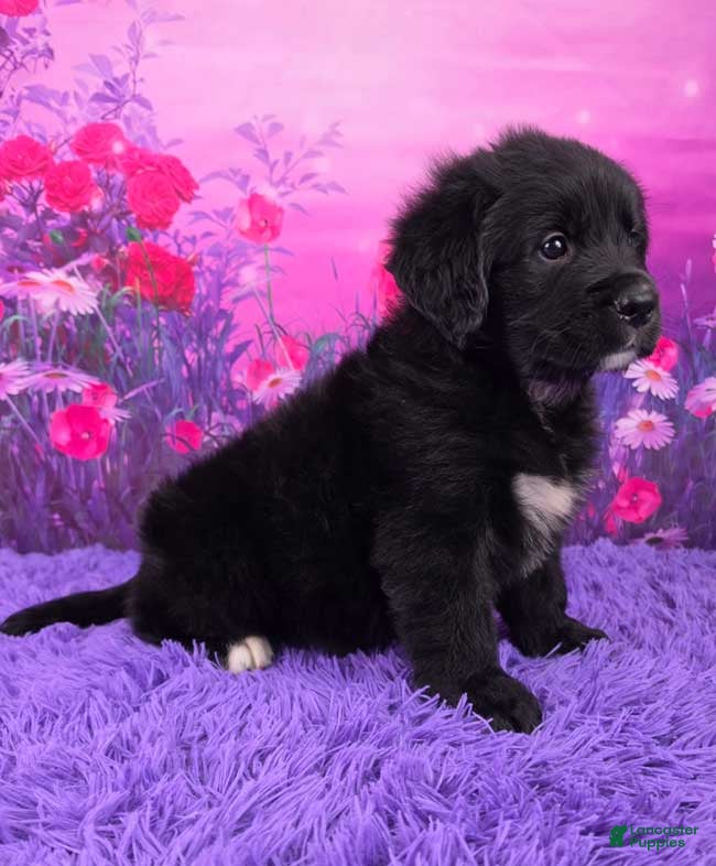 Mixed Breed dogs Apollo - Ad 2