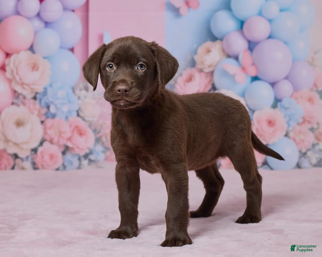 Labrador Retriever dogs for sale: Holly - Ad 5