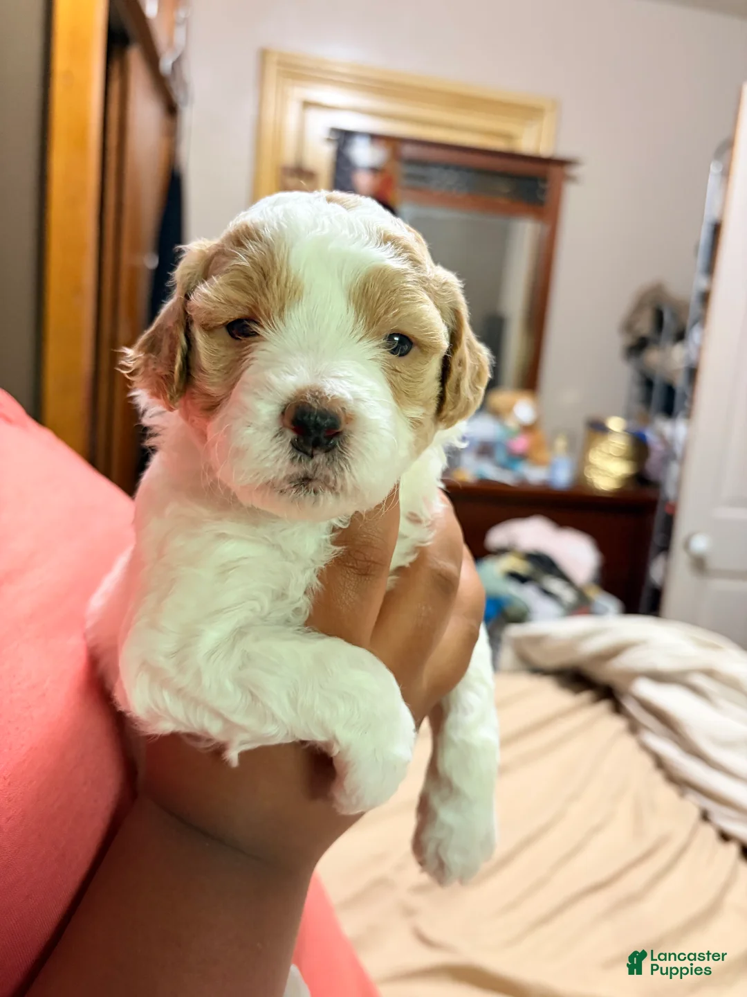 Mini Goldendoodle dogs for sale: Mini Goldendoodle Puppy 4 - Ad 2