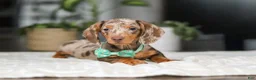 Dachshund dogs for sale: Jackson  - Ad 4