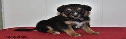 Mixed Breed dogs for sale: Nickles - Ad 1
