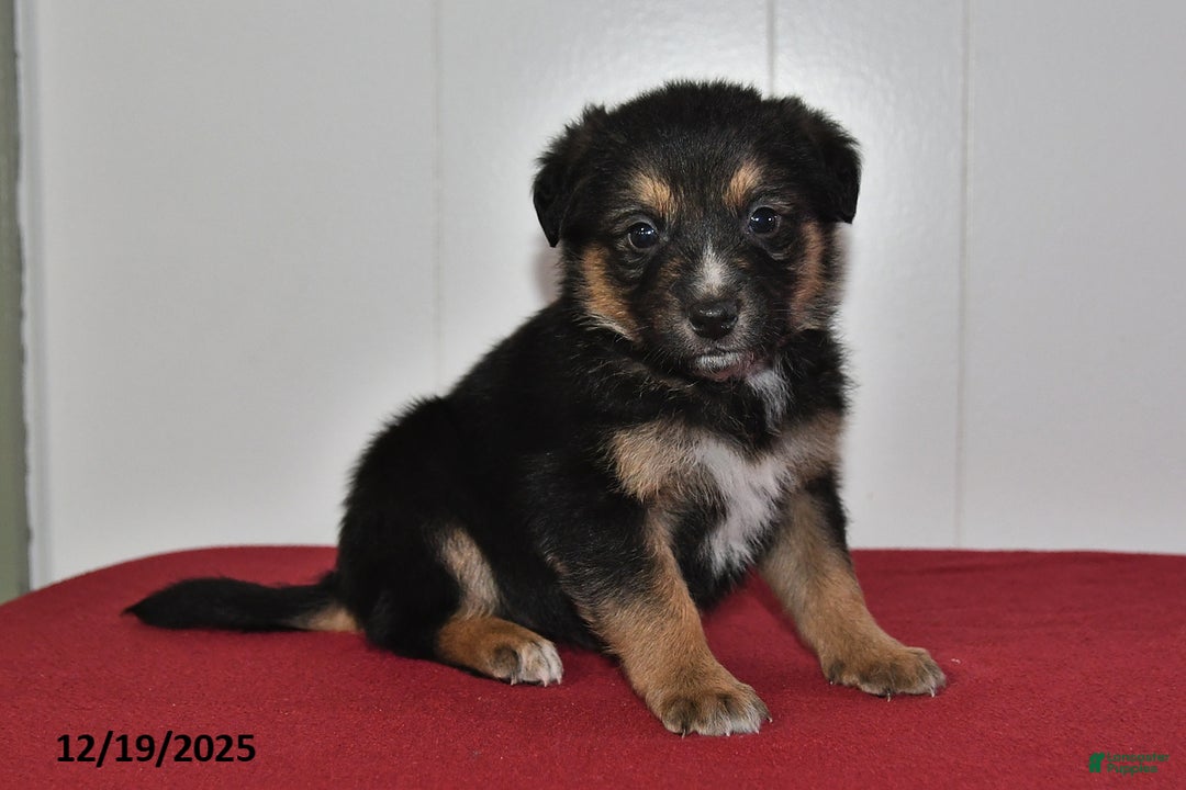 Mixed Breed dogs for sale: Nickles - Ad 1