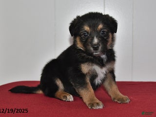 Mixed Breed dogs Nickles - Ad 23