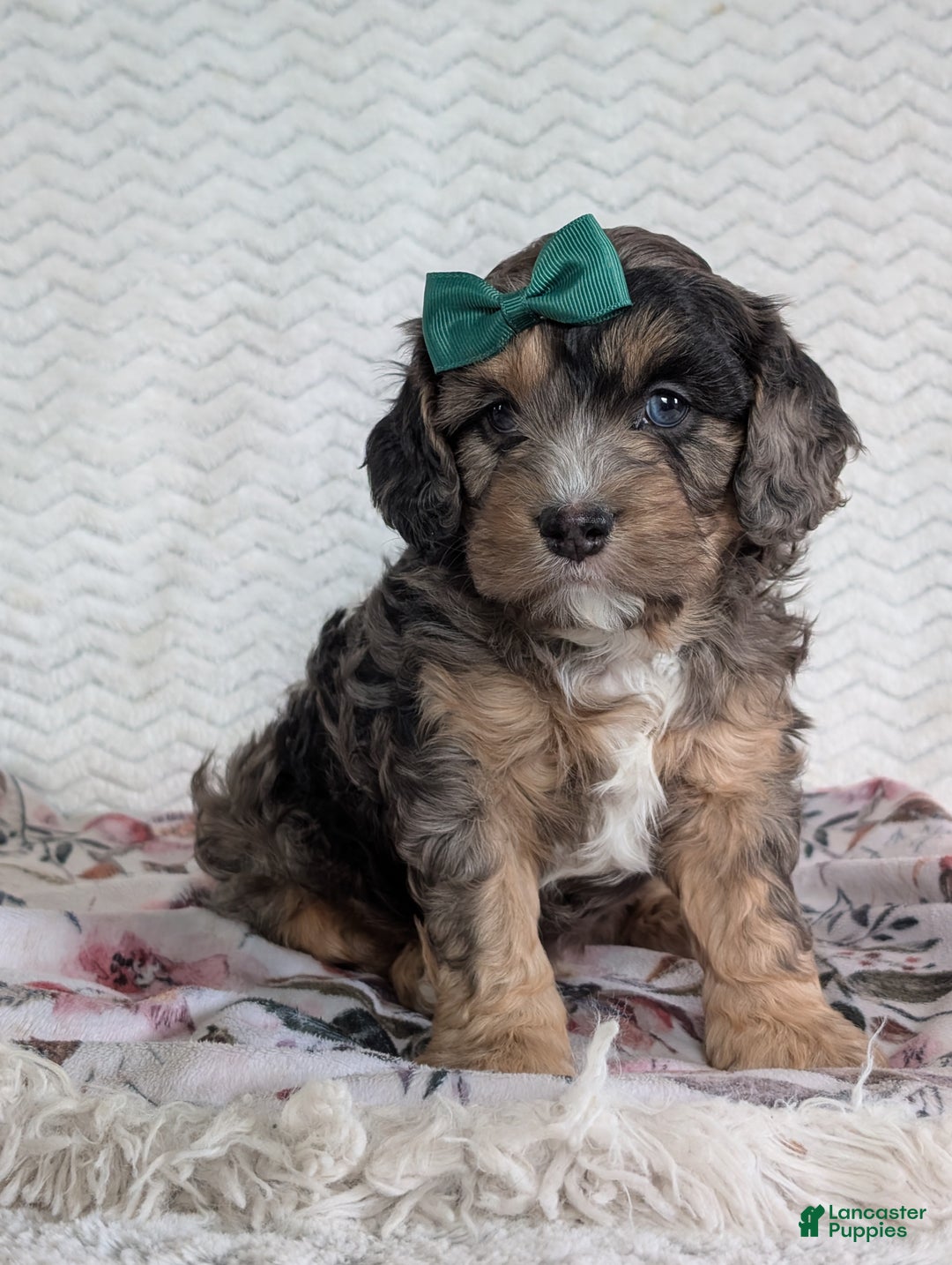 Cavapoo dogs for sale: Charlie  - Ad 11