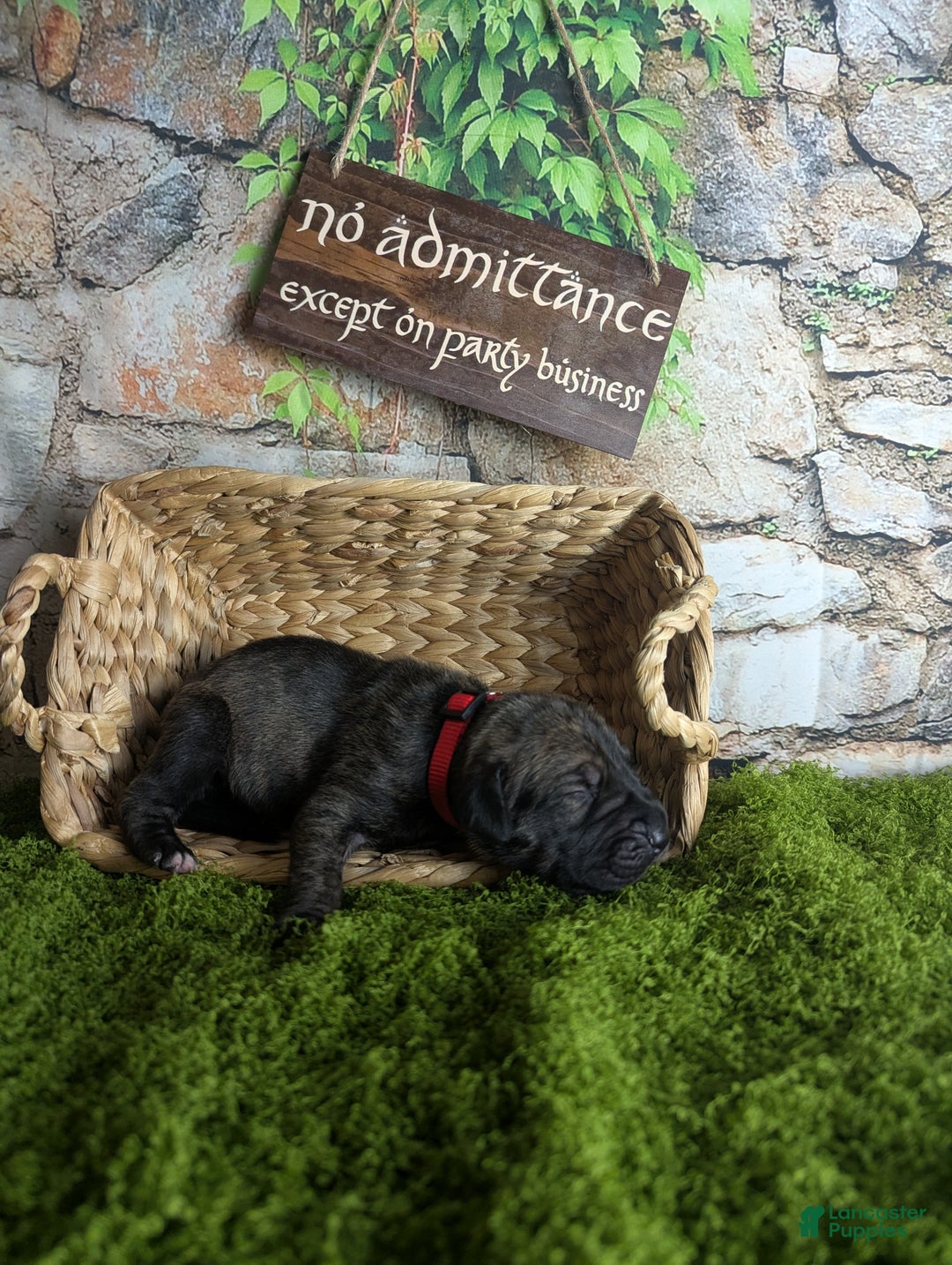 Great Dane dogs for sale: Aragorn Brindle Male Great Dane Puppy  - Ad 2