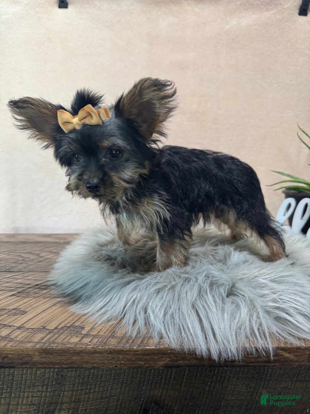 Yorkiepoo dogs for sale: Bella - Ad 1