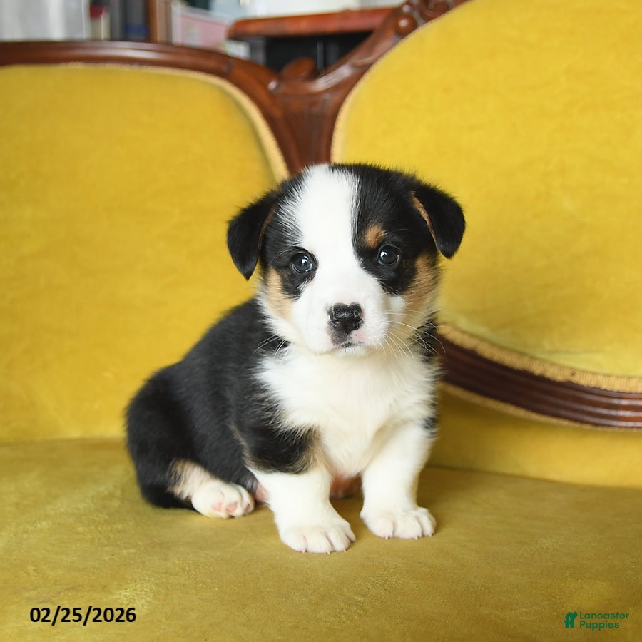 Welsh Corgi Pembroke dogs Titus - Ad 2