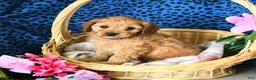 Cavapoo dogs for sale: Carly - Ad 3