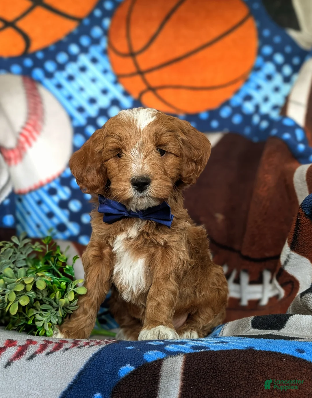 Mini Goldendoodle dogs for sale: Blaze Hypoallergenic - Ad 2