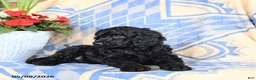 Standard Poodle dogs for sale: Visa - Ad 3
