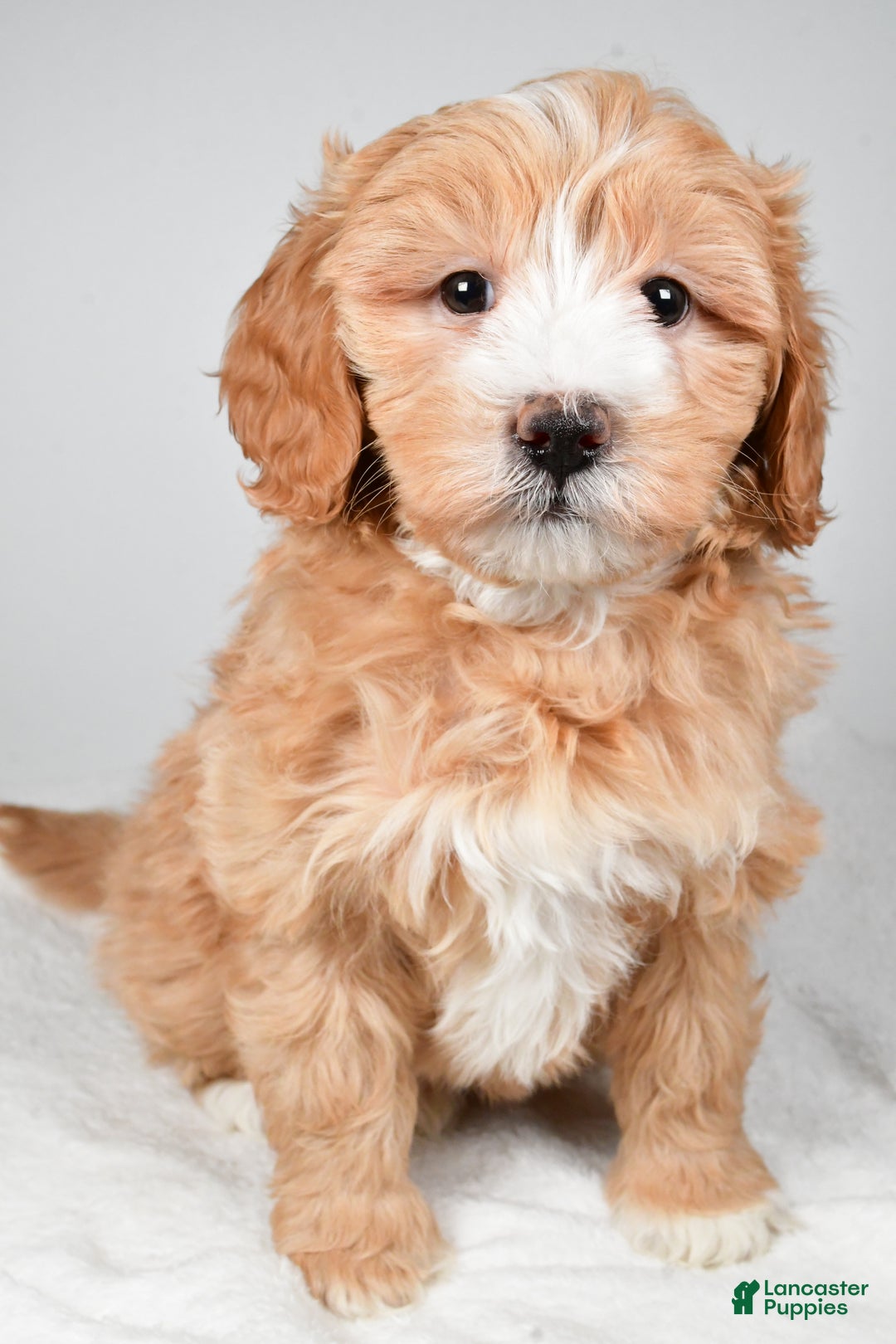 Mini Goldendoodle dogs for sale: Noelle - Ad 2