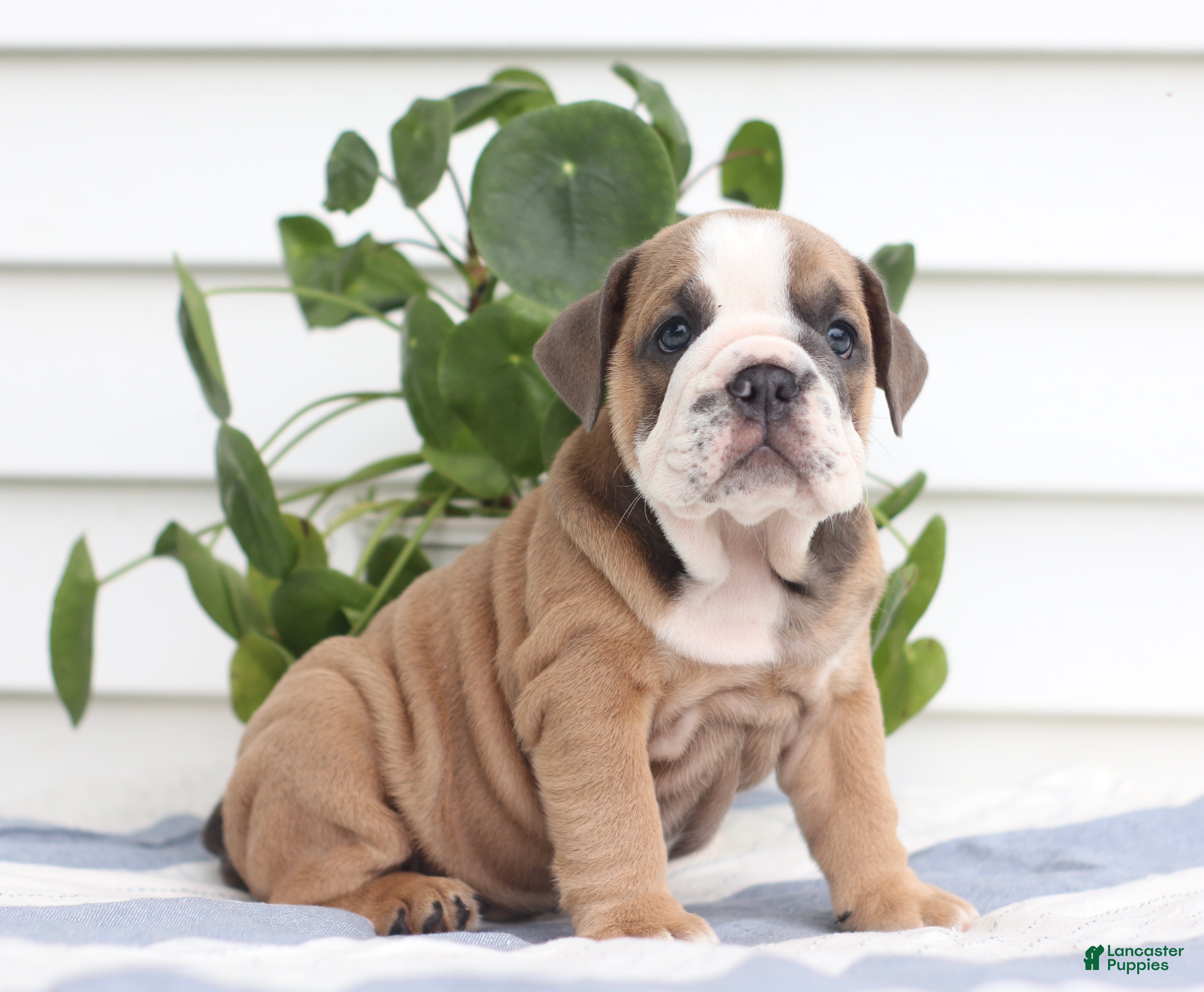 English Bulldog dogs Carla - Ad 2