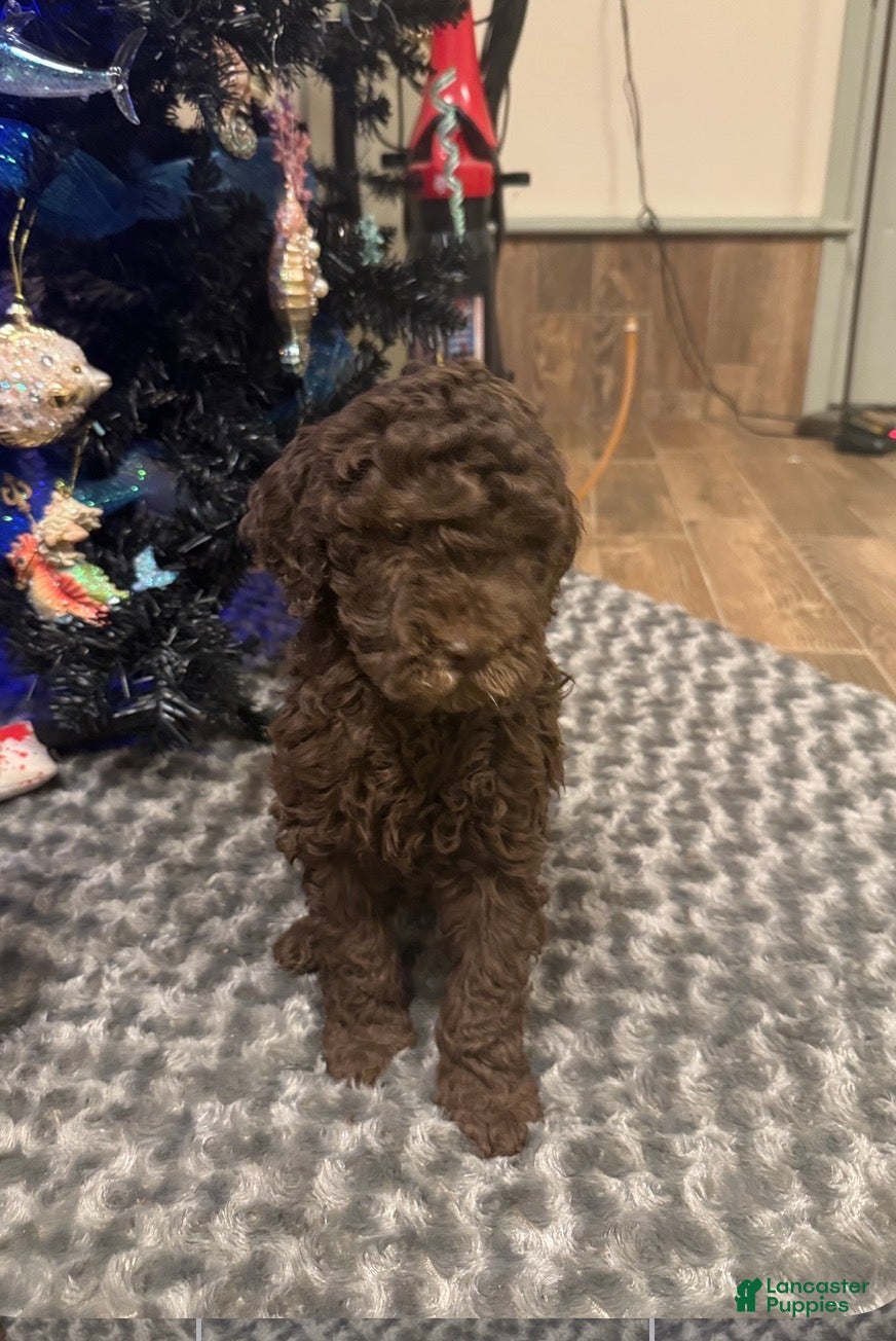 Labradoodle dogs Labradoodle Puppy 1 - Ad 11