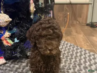 Labradoodle dogs Labradoodle Puppy 1 - Ad 39