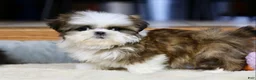 Shih Tzu dogs for sale: Weslee - Ad 10