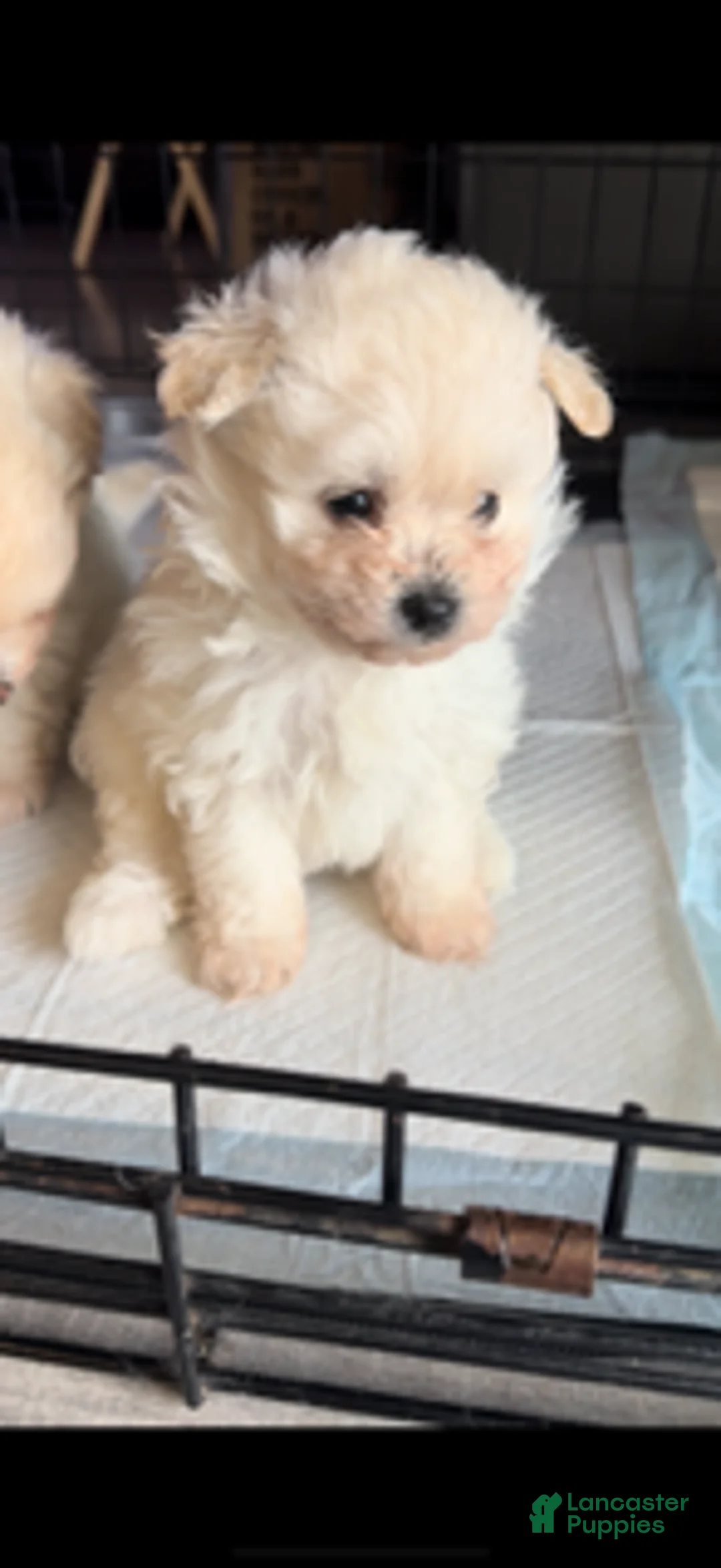 Maltipoo dogs for sale: Maltipoo toy hypoallergenic Puppy 2 - Ad 1