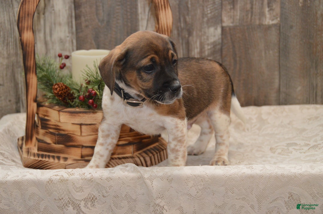 Jug dogs for sale: Alex - Ad 7