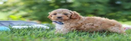 Yorkiepoo dogs for sale: Asher - Ad 4