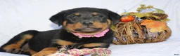 Rottweiler dogs for sale: Daisy - Ad 7