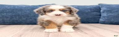 Zues