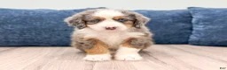 Mini Bernedoodle dogs for sale: Zues - Ad 1