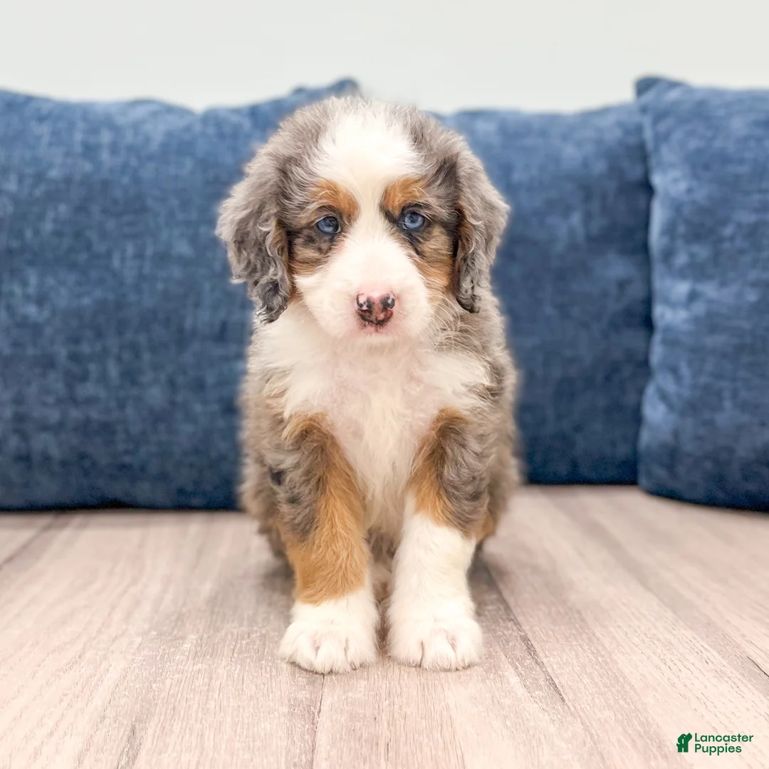Mini Bernedoodle dogs for sale: Zues - Ad 1