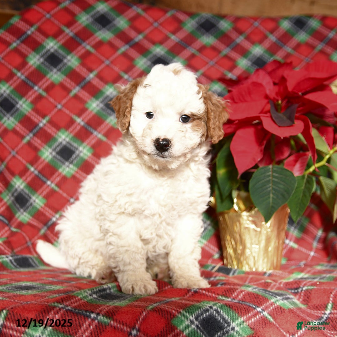 Mini Bernedoodle dogs for sale: Ludwig - Ad 3