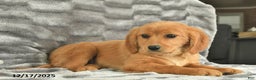 Miniature Golden Retriever dogs for sale: Rudolph  - Ad 3