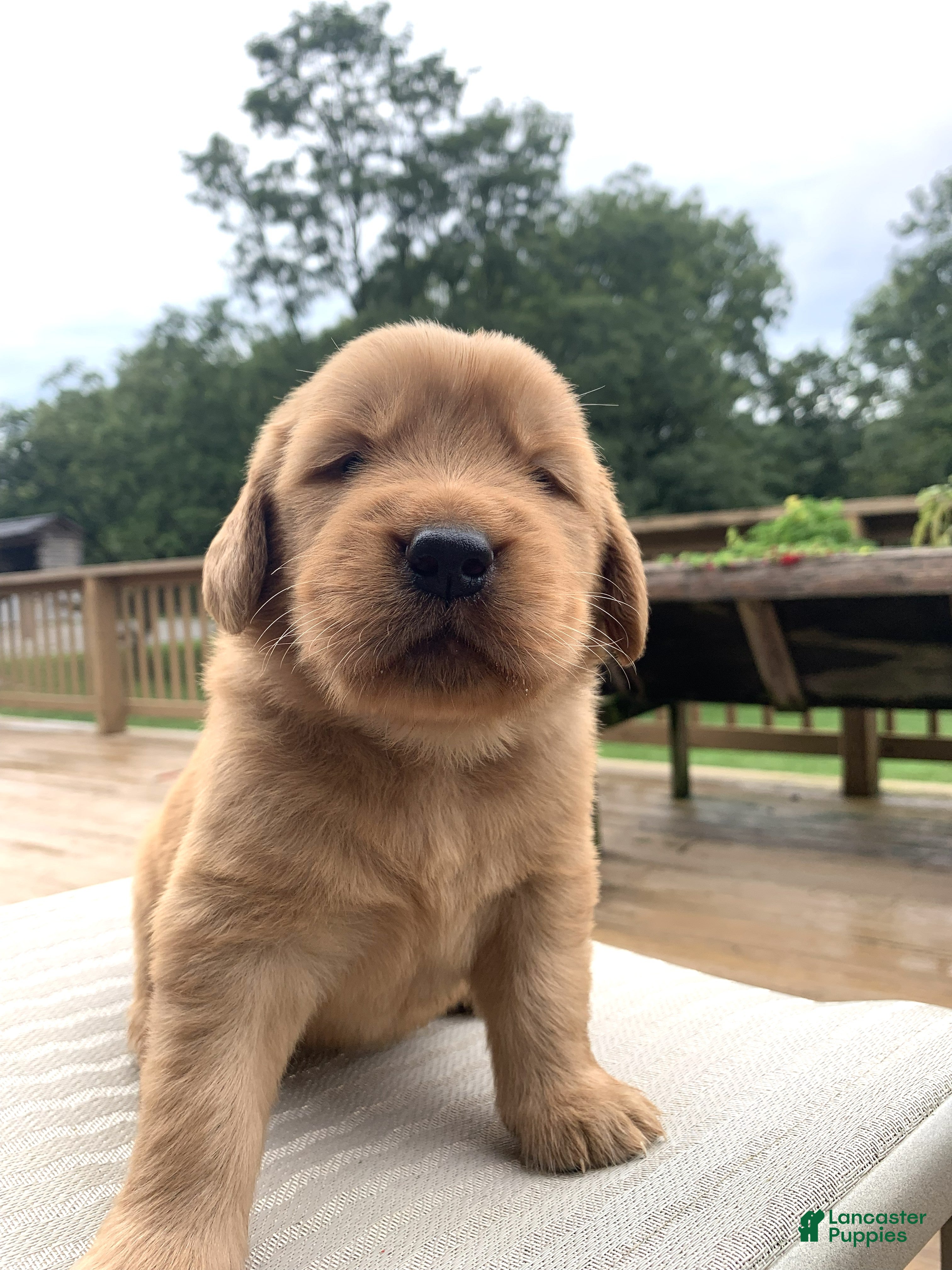 Golden Retriever dogs for sale: Bard - Ad 4