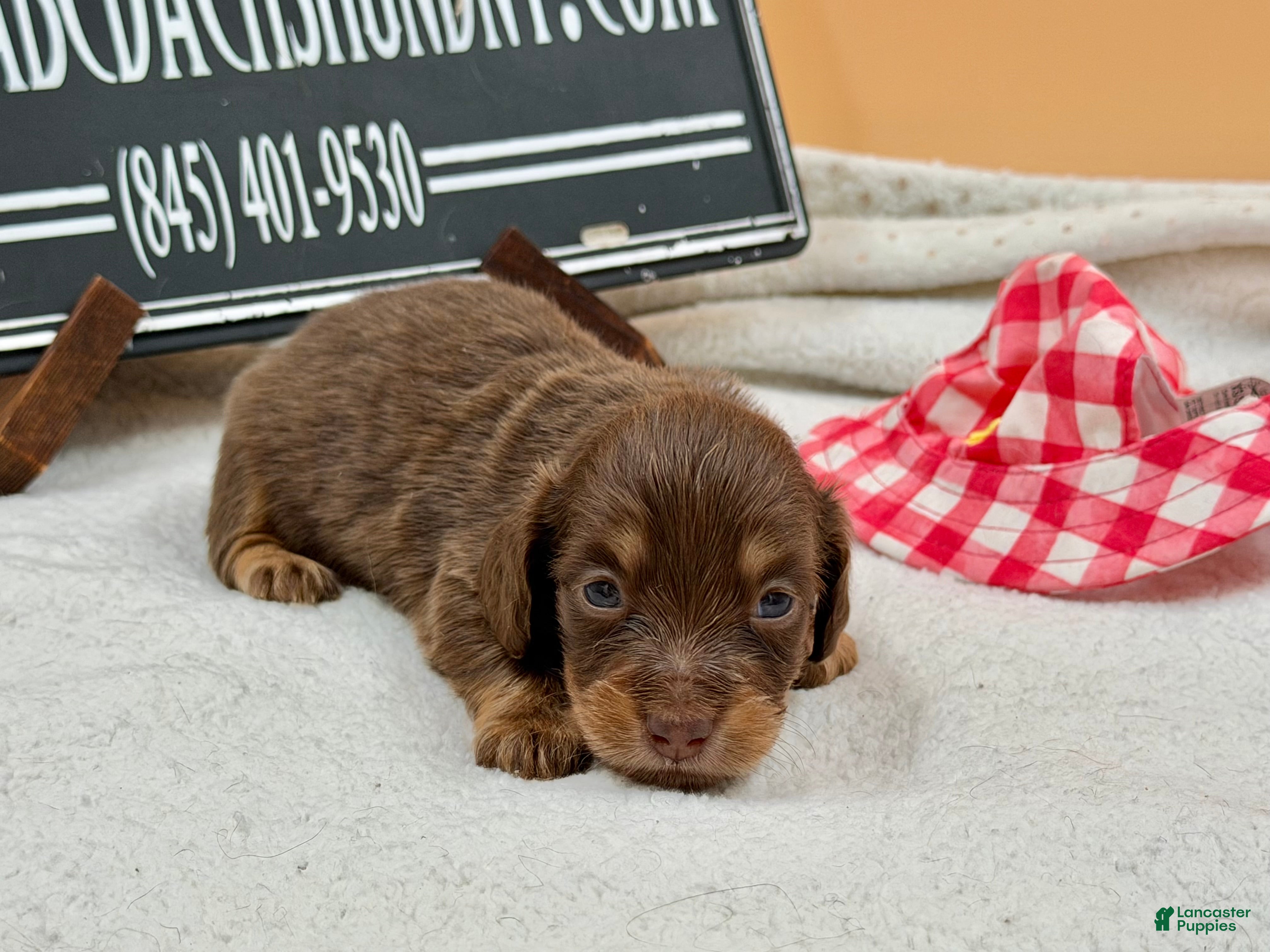 Miniature Dachshund dogs for sale: Russian. Pra clear should carry cream akc - Ad 1