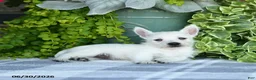 West Highland Terrier dogs for sale: Anson - Ad 3