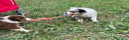 Australian Shepherd dogs for sale: Wade - Ad 10