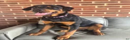 Rottweiler dogs for sale: Nova - Ad 8