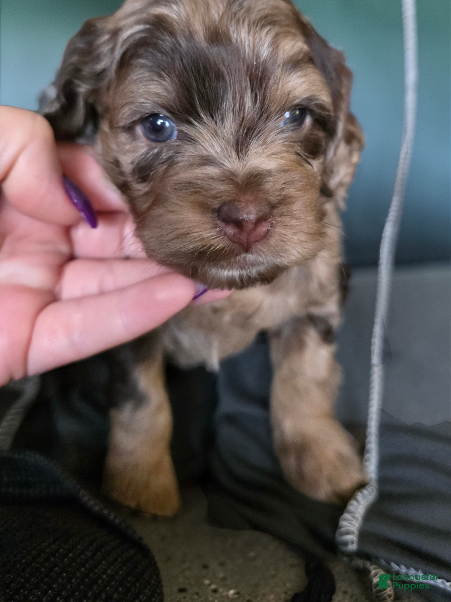 Cockapoo dogs Cockapoo Puppy 1 - Ad 1