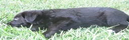 German Shepherd dogs for sale: German Shepherd 7 - Ad 8