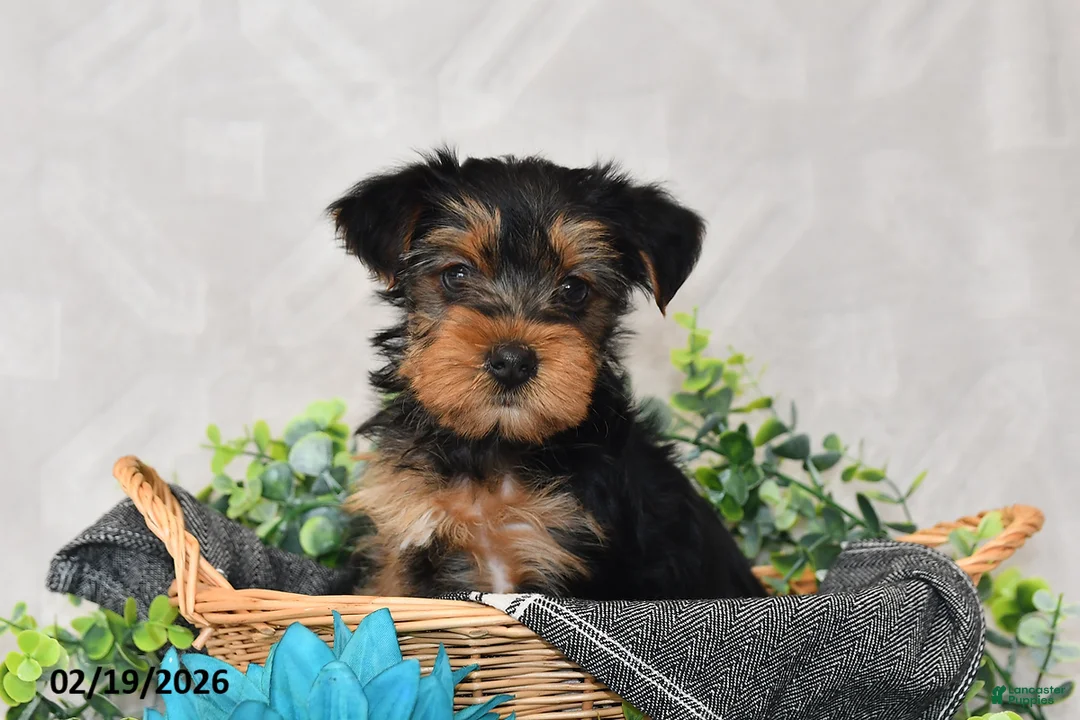 Yorkshire Terrier dogs for sale: Ellie - Ad 4