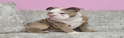 English Bulldog dogs for sale: 🌙🩵Moonpie🩵🌙 - Ad 4