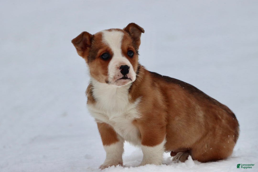 Mixed Breed dogs for sale: Burgers - Ad 2