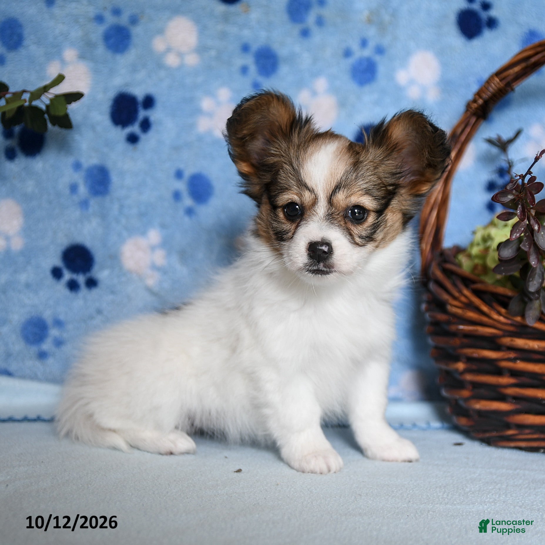 Papillon dogs for sale: Shanna - Ad 2